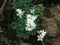 Saxifraga cochlearis